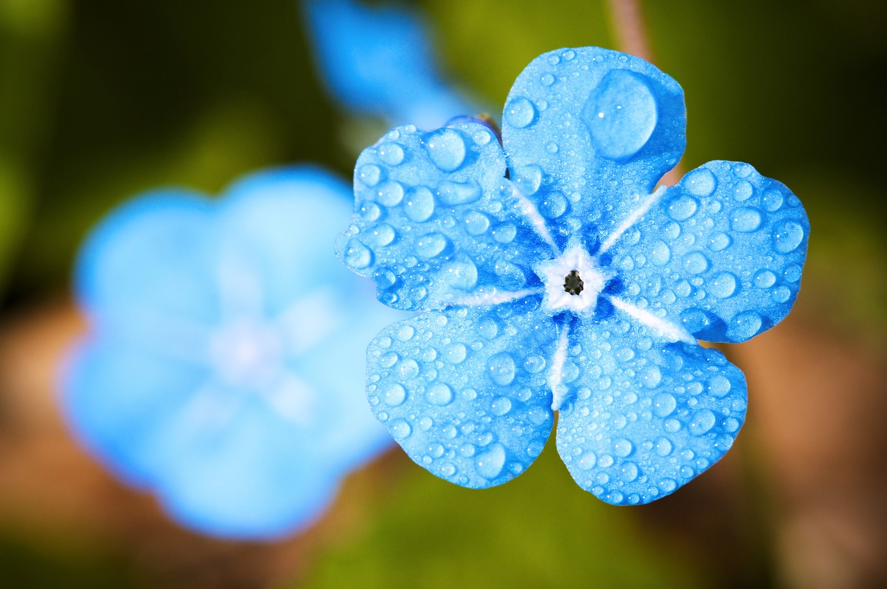 Rain - A flower enjoying some rain drops on its blue petals