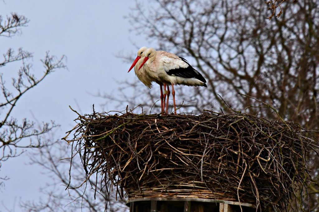 Stock image a Stork wading in the river