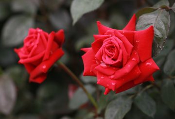 Two Red roses enjoying a shower