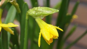 Sunny Intervals and Showers - A yellow narcissus enjoying some raindrops