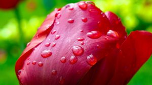 Tulip in the rain