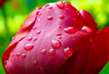 Tulip in the rain