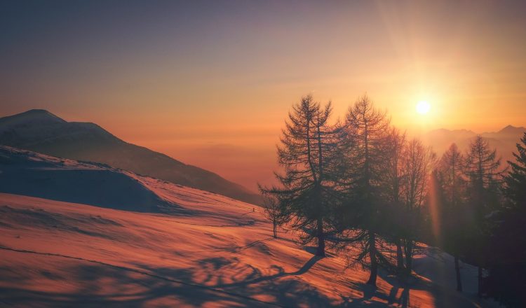 silhouette of trees during sunset