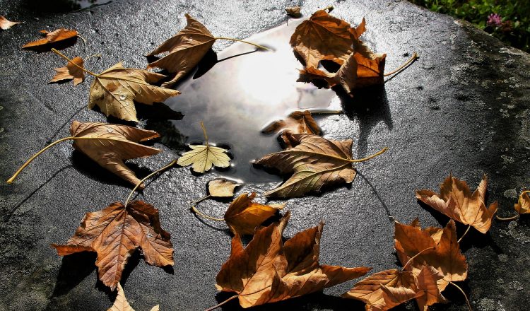autumn scene blown/golden leaves blown to the ground