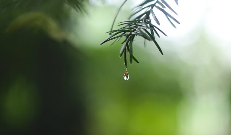 water dew on green leaf